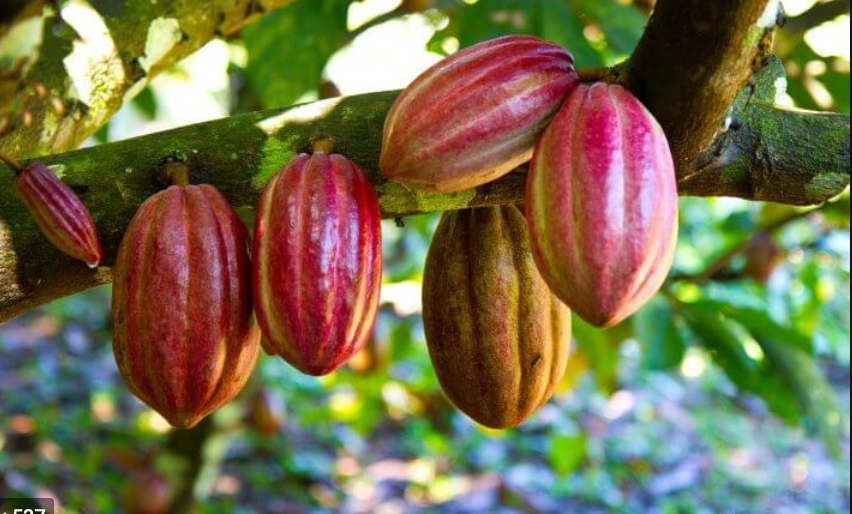 Chocolate shouldn't just taste good, it should DO good!