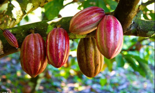 Chocolate shouldn't just taste good, it should DO good!